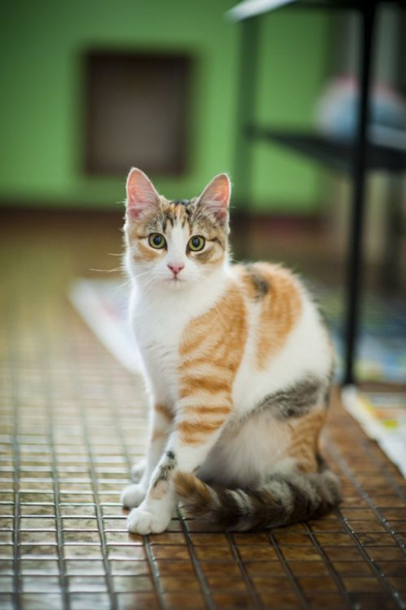DreamyTechGirl's tweet photo. Cuteness overload! I just stumbled upon this adorable Cat, and she is too cute for my heart to handle! 💖Who else agrees that kittens have a magical way of brightening our days? 😻 #BengalBeauty #KittenMagic #HeartMelted @ https://t.co/v5ByaeBBLg https://t.co/QaaNQnQOP2