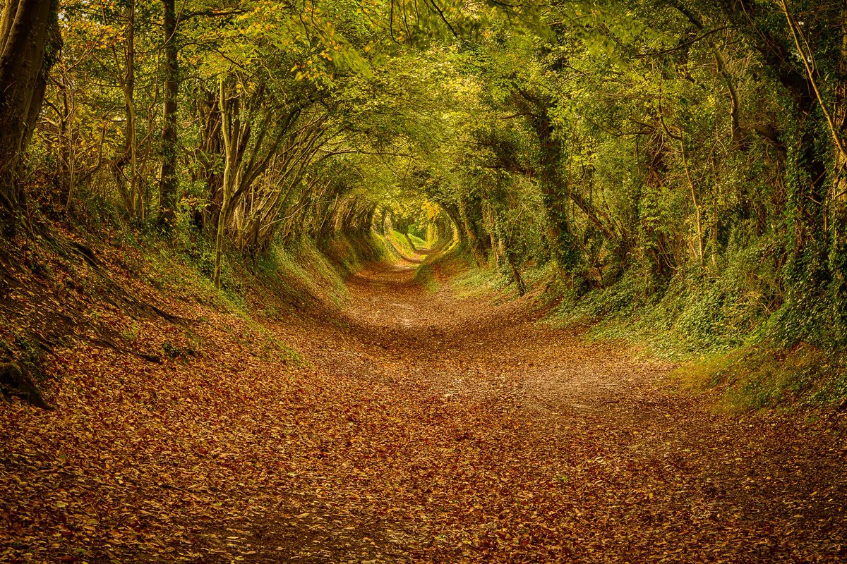 ‘Trunnel’ (English regional)

A road or path where, in summer, the leaves of trees on both sides form a canopy