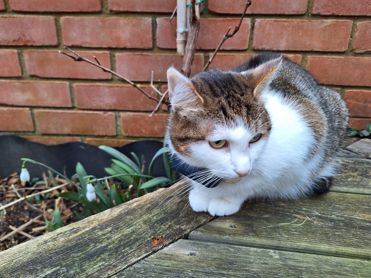 IvanandFelix's tweet photo. I'll just sit here and wait for spring to come along, shall I? 🐾
#StillJanuary #CatsOfX #CatsOfTwitter #AnyMomentNow https://t.co/kZifAu6wUD