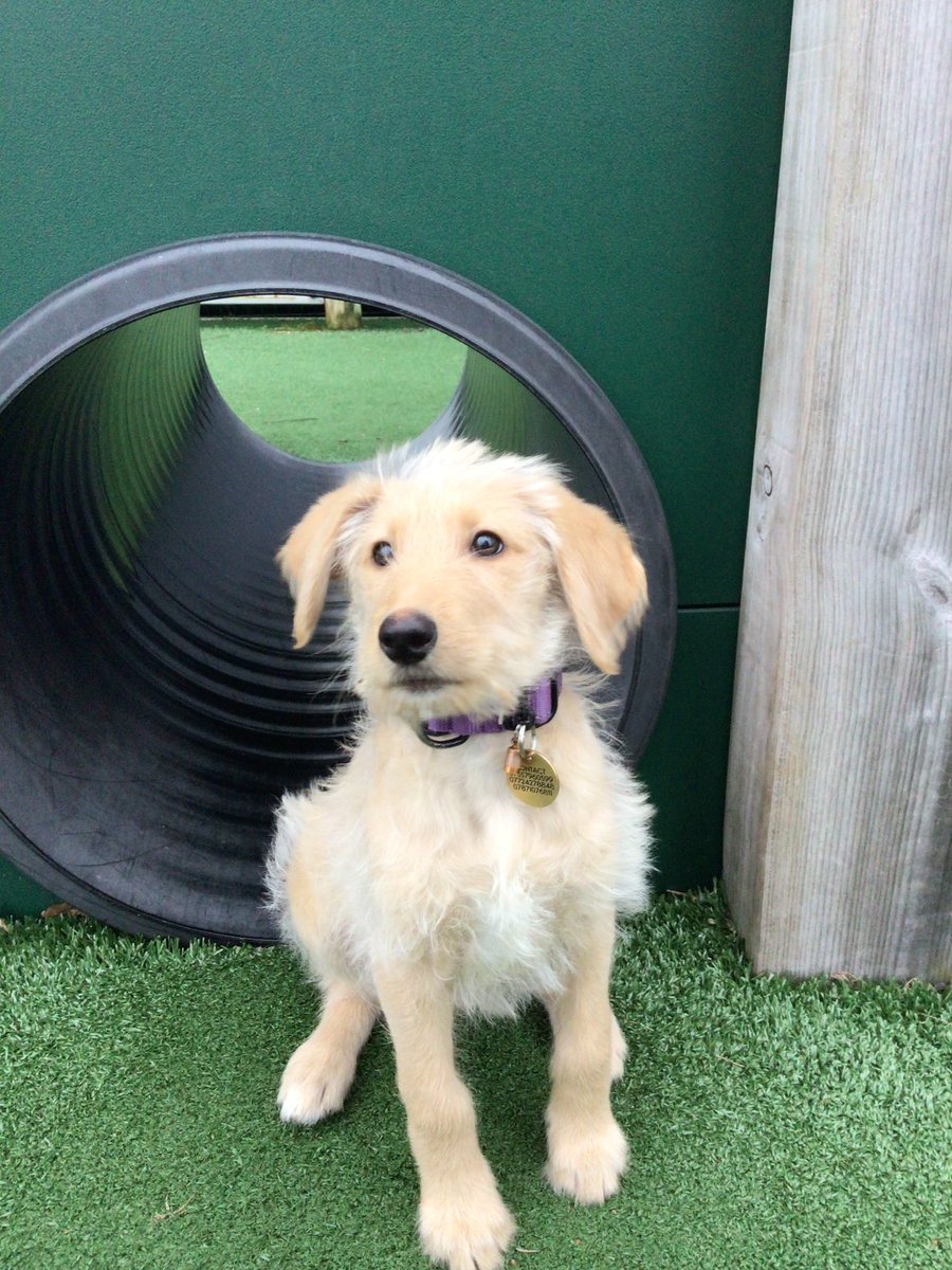 StOPPSBelfast's tweet photo. 🐶🐶Penny Update🐶🐶

Penny has been training hard and is now able to be on a lead.

She even visited the outdoor garden and play area. https://t.co/eNHEq4YfdY