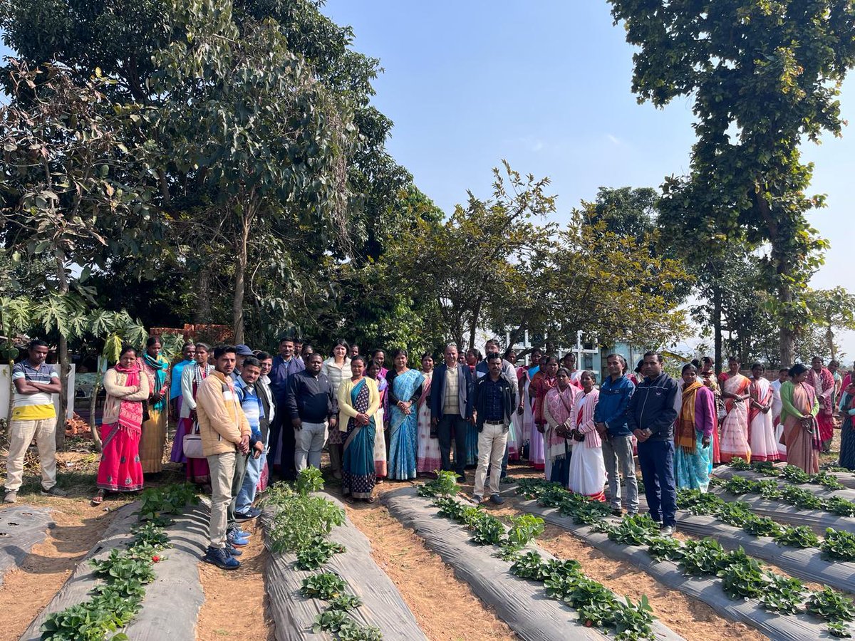 onlineJSLPS's tweet photo. Sushma Sen Adarshi from #JICA, reviewed progress of JHIMDI project at #JSLPS State office. Next day, she visited Kuru block, Lohardaga district, interacting with farmers about MDI crops under #JHIMDI, examining strawberry fields with Micro-drip Irrigation, and providing guidance. https://t.co/w74hjyOwWC
