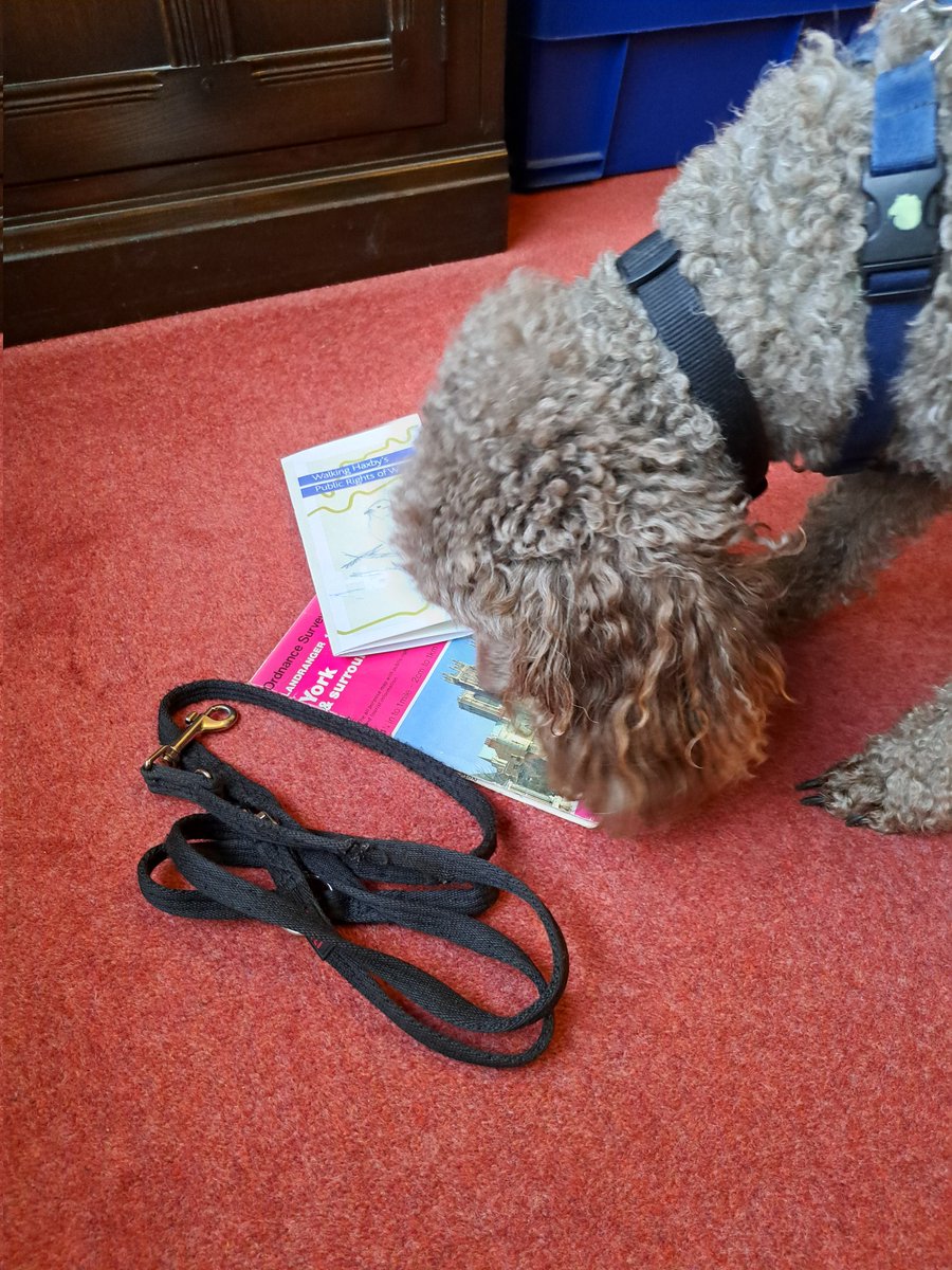 yorkshirejune's tweet photo. @Hearingdogpuppy Pasha is preparing to start his #28challenge to raise funds for @HearingDogs .If you would like to support him google " just giving june scatchard". His plan is to walk at least a mile a day in February
@BBCYork
@yorkpress
@BBCLookNorth https://t.co/2h1nWD5ZRy