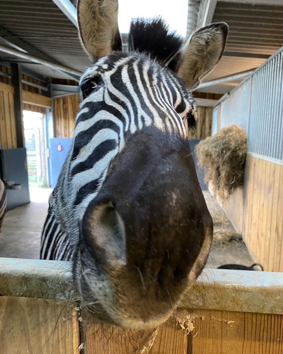 Happy International Zebra Day! Here's some lovely pics of our stripy friends Nutmeg and Penny to help us all celebrate! #zebra #internationalzebraday #zoo #follyfarm