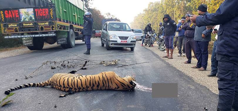 YOU DONT WANT BLOOD ON YOUR HANDS!

🐯Bandipur tiger reserve has the 2nd highest tiger numbers in India -150
🐘 Bandipur houses highest number of elephants in Karnataka ~1116

#SaveBandipura 
#SaveBandipur 
#ಬಂಡಿಪುರ_ಉಳಿಸಿ 
Pc- google images