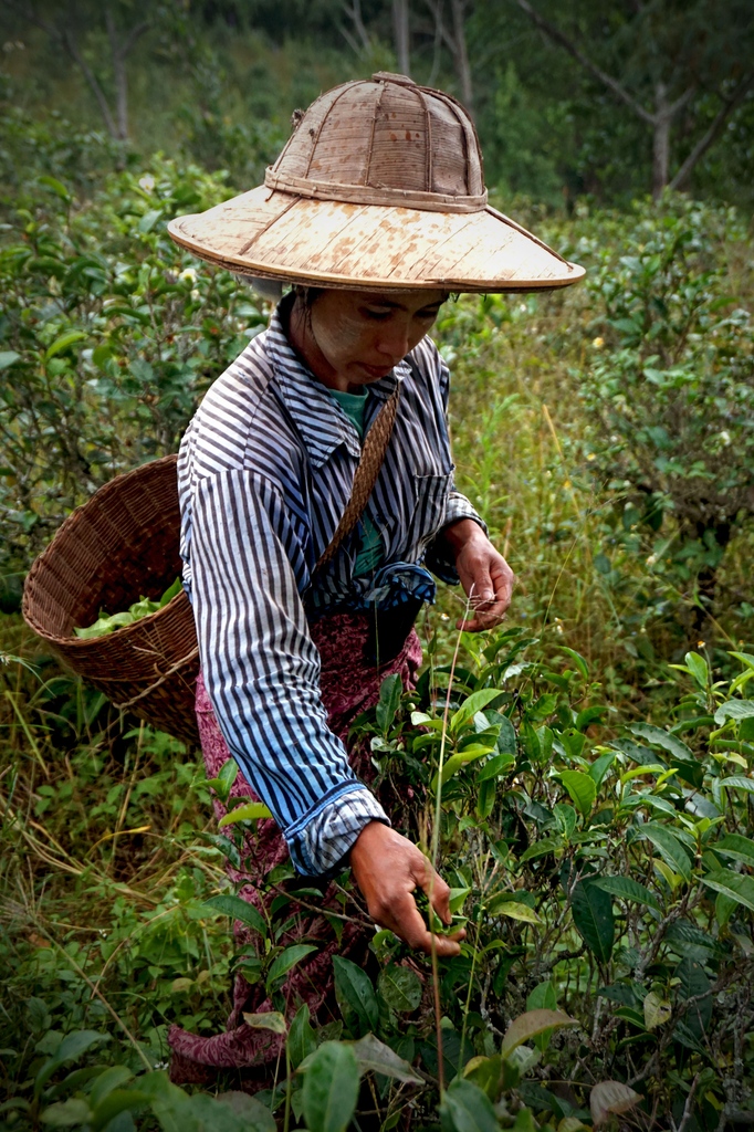 The Lost Tea Company tweet media