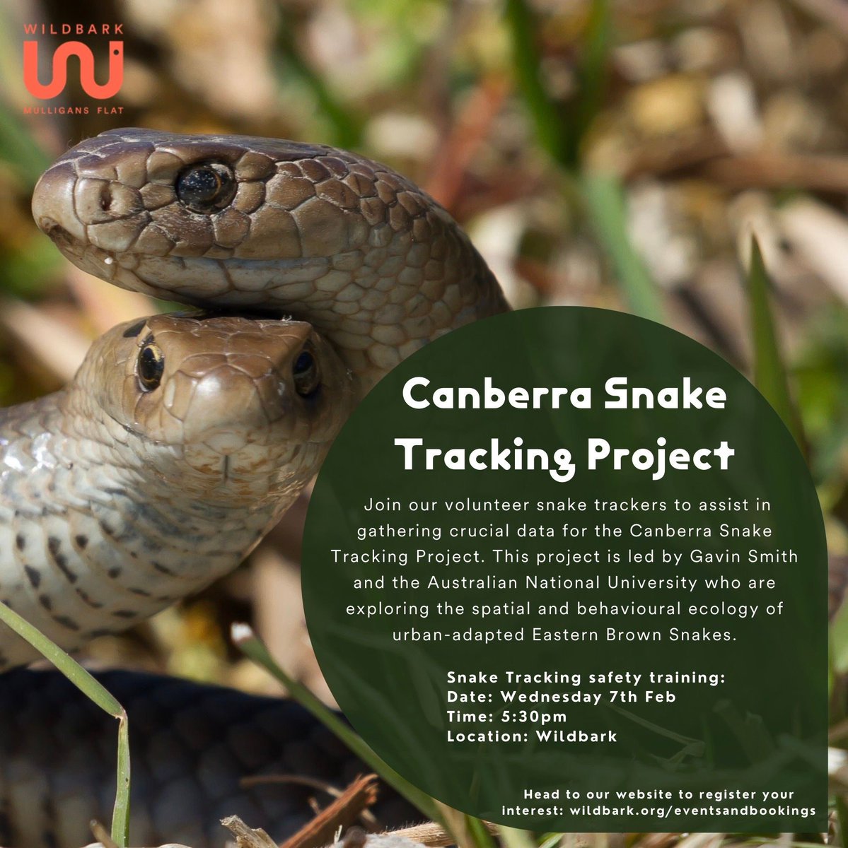 People of Canberra. Learn how to track brown snakes. Contribute to our scientific study of their spatial ecology. Make some time & come along to this info session on Wed 7 Feb, I guarantee you won’t regret it. Opprtunities to do real science don’t come around often. #WildOz