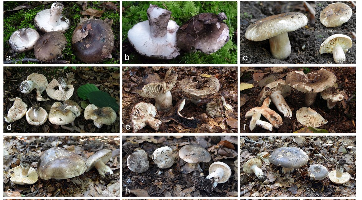 Our comprehensive study on Russula subg. Compactae finally officially published. Check for more info about systematics of blackening Russulas here: ingentaconnect.com/content/nhn/pi….