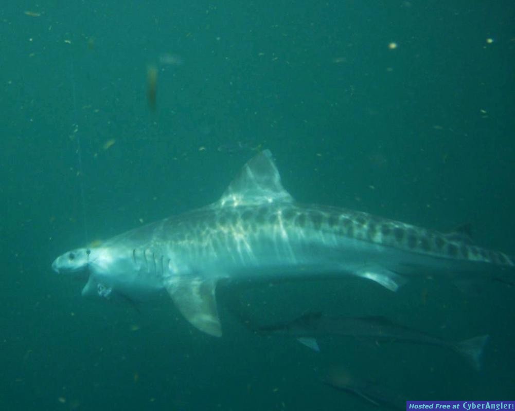 CyberAngler's tweet image. #Fishing #FishingReport #FortLauderdale #Florida Capt. Vinnie Sacks: Cold Fronts In Fort Lauderdale cyberangler.com/fishing-report…