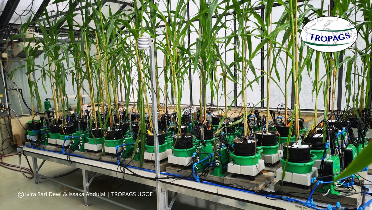 goe_agrar's tweet image. 💡As one of the first research institutes in Germany, at TROPAGS / @uniGoettingen we are using a novel high-throughput functional phenotyping platform (PlantArray from #plantditech) 

More about TROPAS ⬇️ uni-goettingen.de/en/106511.html
#dryconditions #cerealyields