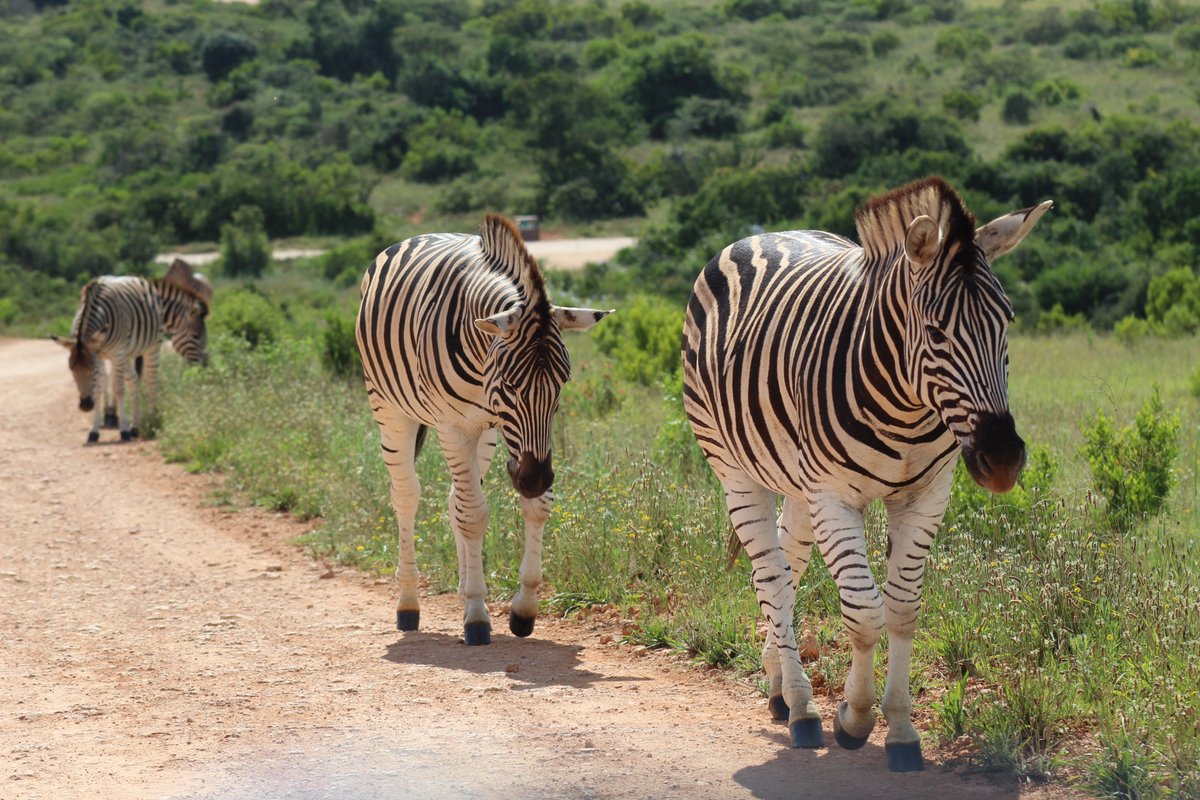 🦓 31/01: Happy International Zebra Day! 🦓

Celebrating the unique beauty of zebras – their iconic black-and-white stripes.📸 Mountain Zebra National Park and Addo Elephant National Park #blupebblestours #roachphotography #zebra #ZebraDay #wildearth #wildlifephotography #nature