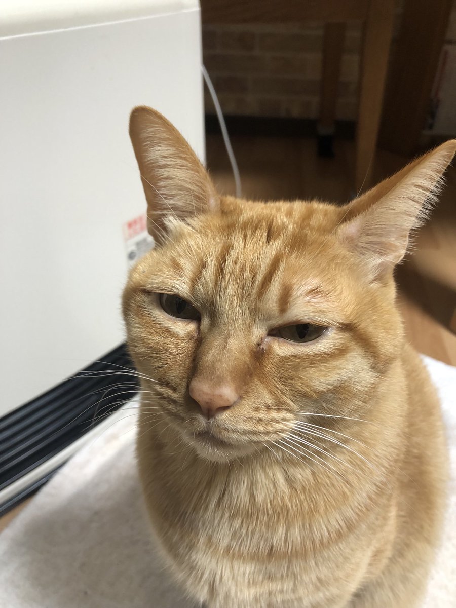 今日は機嫌が悪いミーちゃん🐈‍⬛でした。