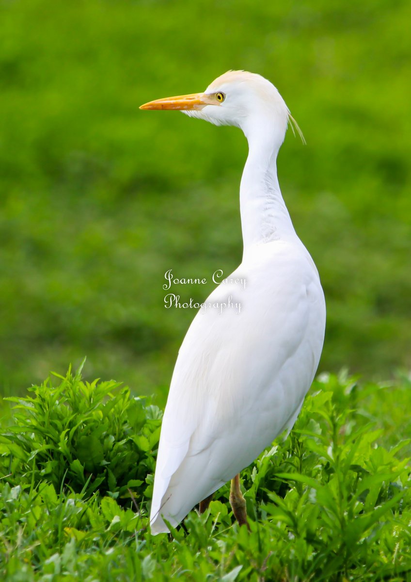 JoanneCarey64's tweet photo. A #cattleegret spotted at #CeleryFields in #Sarasota #Florida Love these egrets! 
#egrets #naturelovers #NatureBeauty #WildlifeWednesday #NaturePhotography https://t.co/29VONWqLFQ