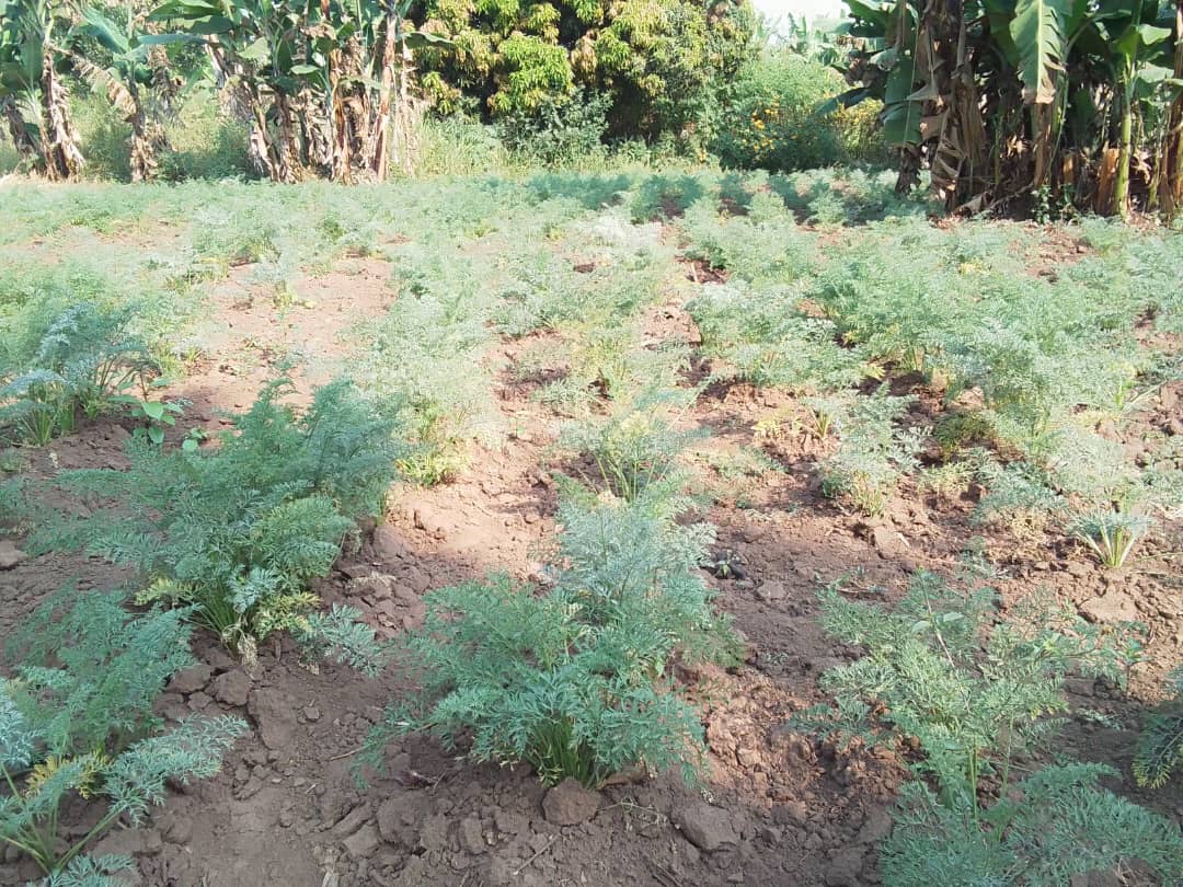 MEMPROWUganda's tweet photo. Exciting feedback from our young women group from #Logiri who have ventured into agroecology, cultivating their own space, growing vegetables, and making organic pesticides. They're championing #ClimateAction, Empowering livelihoods, and improving nutrition.
 #SPAII 
#Agroecology https://t.co/SZdNpcw3df