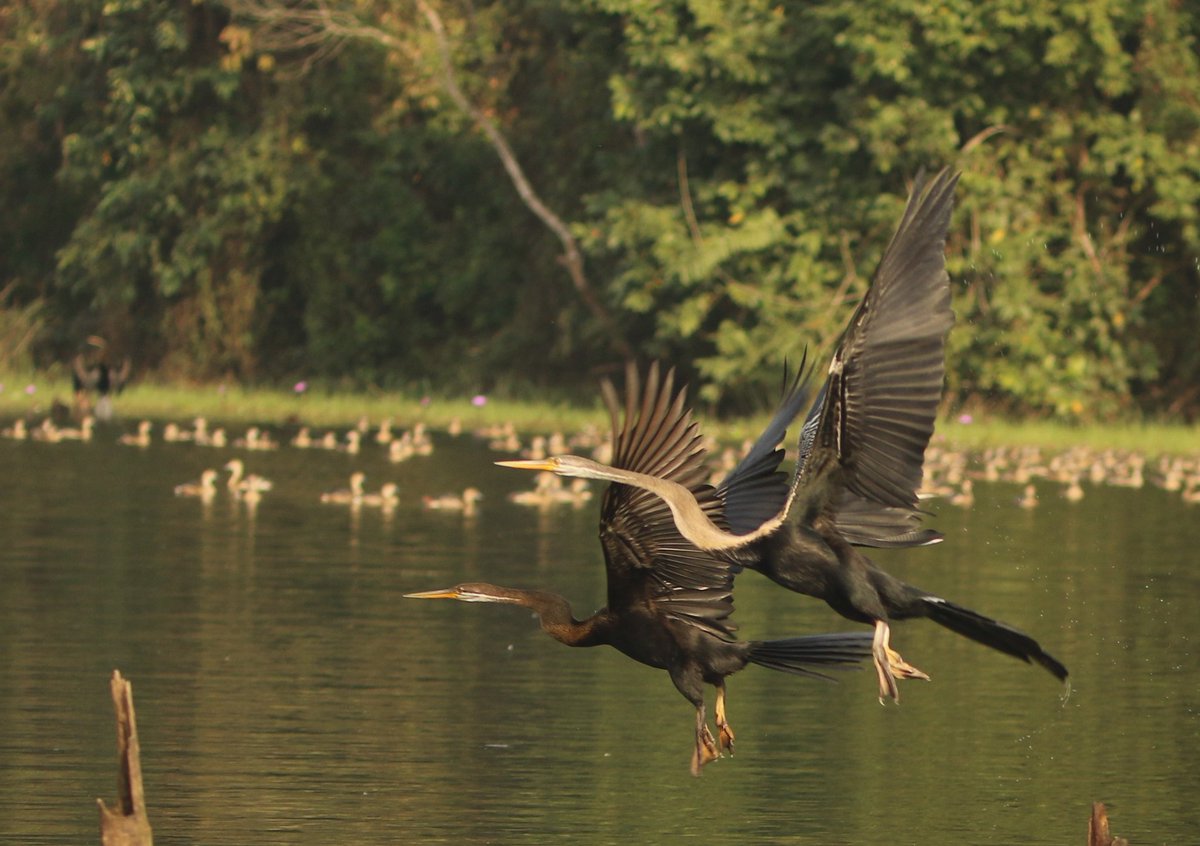 Darters Sepahijala wildlife sanctuary Tripura @IndiAves #IndiAves @TripuraTourism @ForestTripura #birdwatching