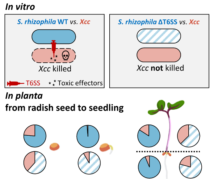 📢 New paper from the team by @TiffyGrn on Stenotrophomonas T6SS role in interbacterial competition & restriction of Xanthomonas campestris transmission from seed to seedling 💉🦠 Collab with Laure Journet @LISM_CNRS_AMU doi.org/10.1111/mpp.13…