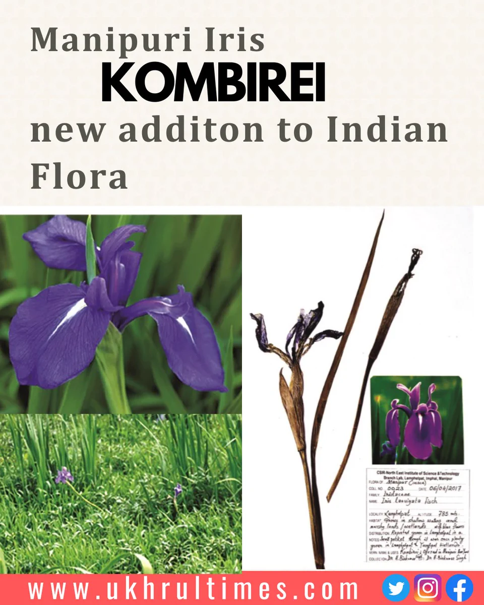 小物 manipuri FLORA GFKosRJWkAAMeII?format=webp&