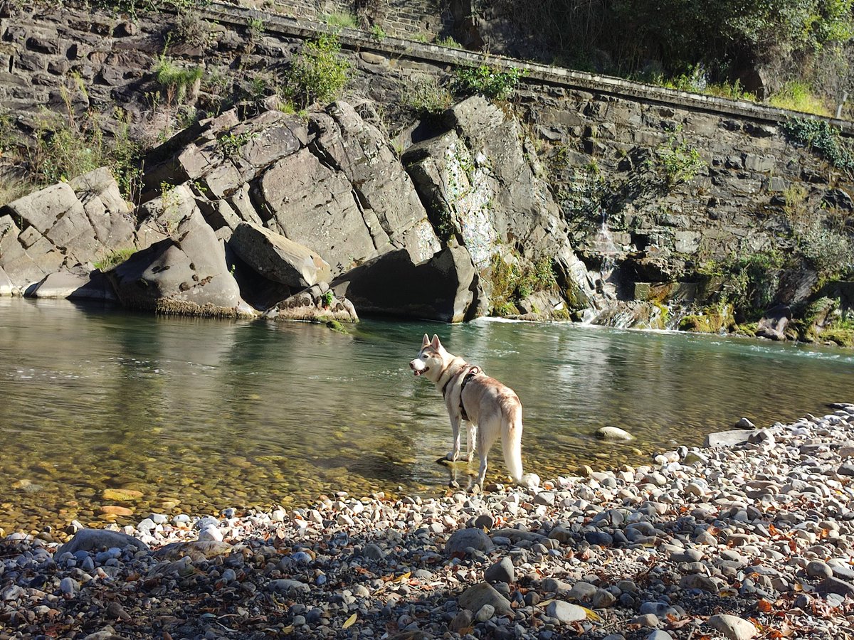 Acaban de venir 2 tipos de seprona a echarnos del río y dicen que si se baña mi perra en el río son 600€ y yo también.
Y si hay pesca de 3000 a 6000 PORQUE MOLESTAMOS A LAS TRUCHAS.
¿Es que nos hemos vuelto completamente locos ya o que?
Nos bañamos en el Aller cada día