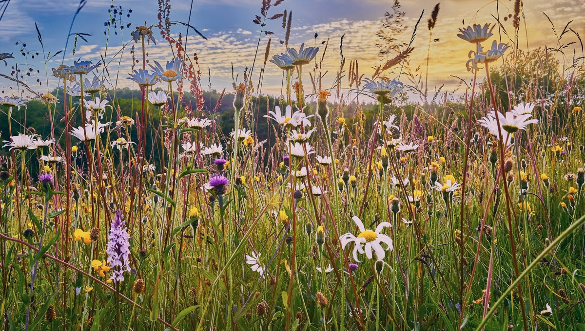 Biodiversity Net Gain start date delayed again but should now start on 12th February. Find out more via our Land Business Update: rural.struttandparker.com/article/land-b… #BiodiversityNetGain #NaturalCapital