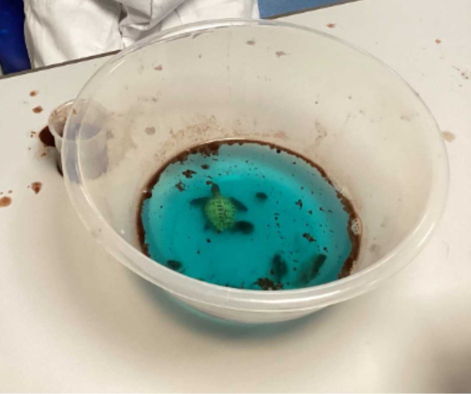 Micklefield School Reigate tweet media