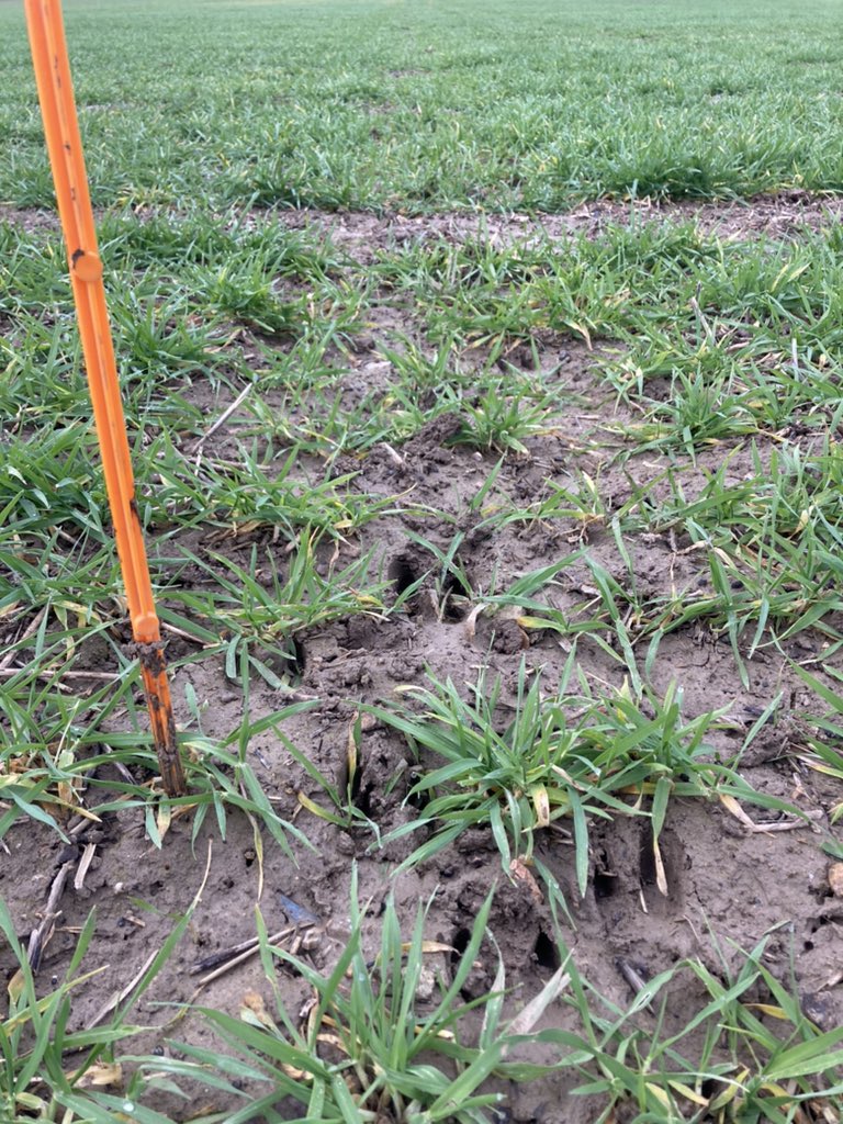 BONNIN1402's tweet photo. Brèves du mercredi d’un #Agropapa :
Des jalons qui attirent les 🐗 dans l’orge 
Pas de vent pour détourer 
#TeamPustules sur le vieux Complice 
Redressement de Célébrity (mais j’ai + pressé) 

Et plein d’autres info pour #CeuxquitestentlesVariétés https://t.co/sWSO3CmwJG