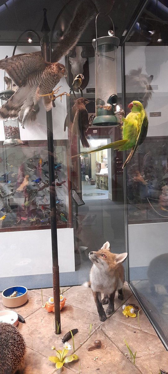 GaynorWingham's tweet photo. @hedleyswain @EsmeeFairbairn @MuseumsAssoc @BrightonMuseums Loved the new diorama at the Booth Museum especially the green parakeet so familiar in my old home town in London! https://t.co/JLytvXeccM