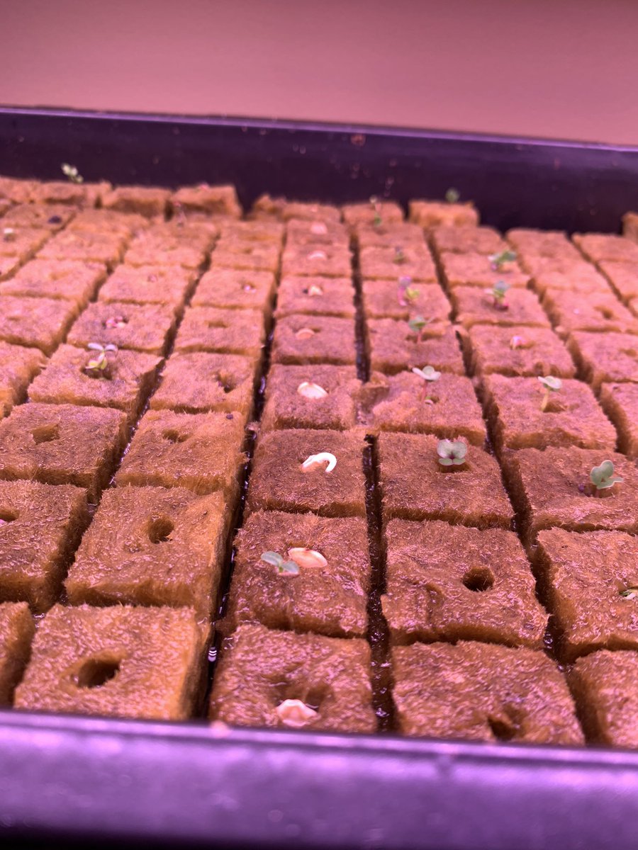 PlantSaga's tweet photo. Honestly wasnt expecting much as I have never really had much luck with growing seedlings, but this is intense! I’m so happy! #gardening #homestead #plants https://t.co/rfq2YX8rAr