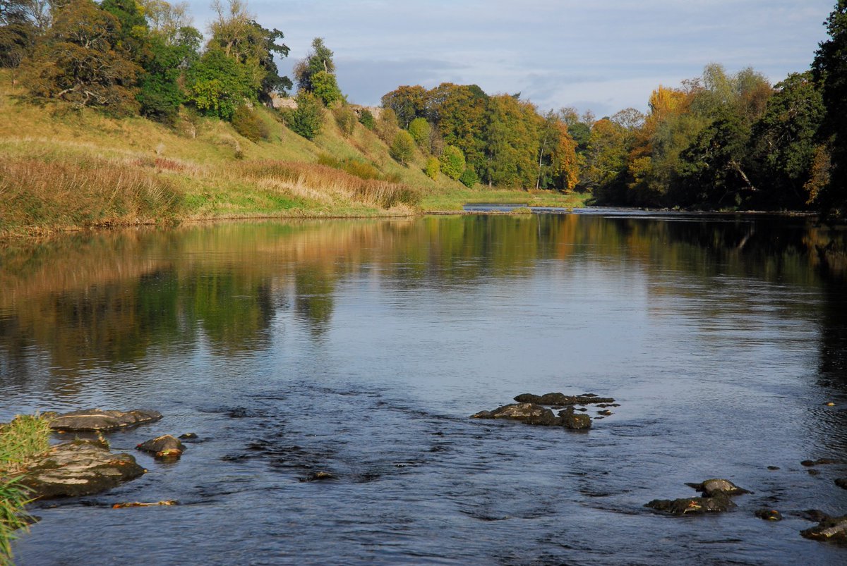 tweed_forum's tweet image. The River Tweed salmon season opens today, but did you know that planting trees on riverbanks can help salmon populations?
The South of Scotland Tree Planting project has grants of up to £1,000 for riverside tree planting, find out how to apply here: tinyurl.com/3vcwmpch