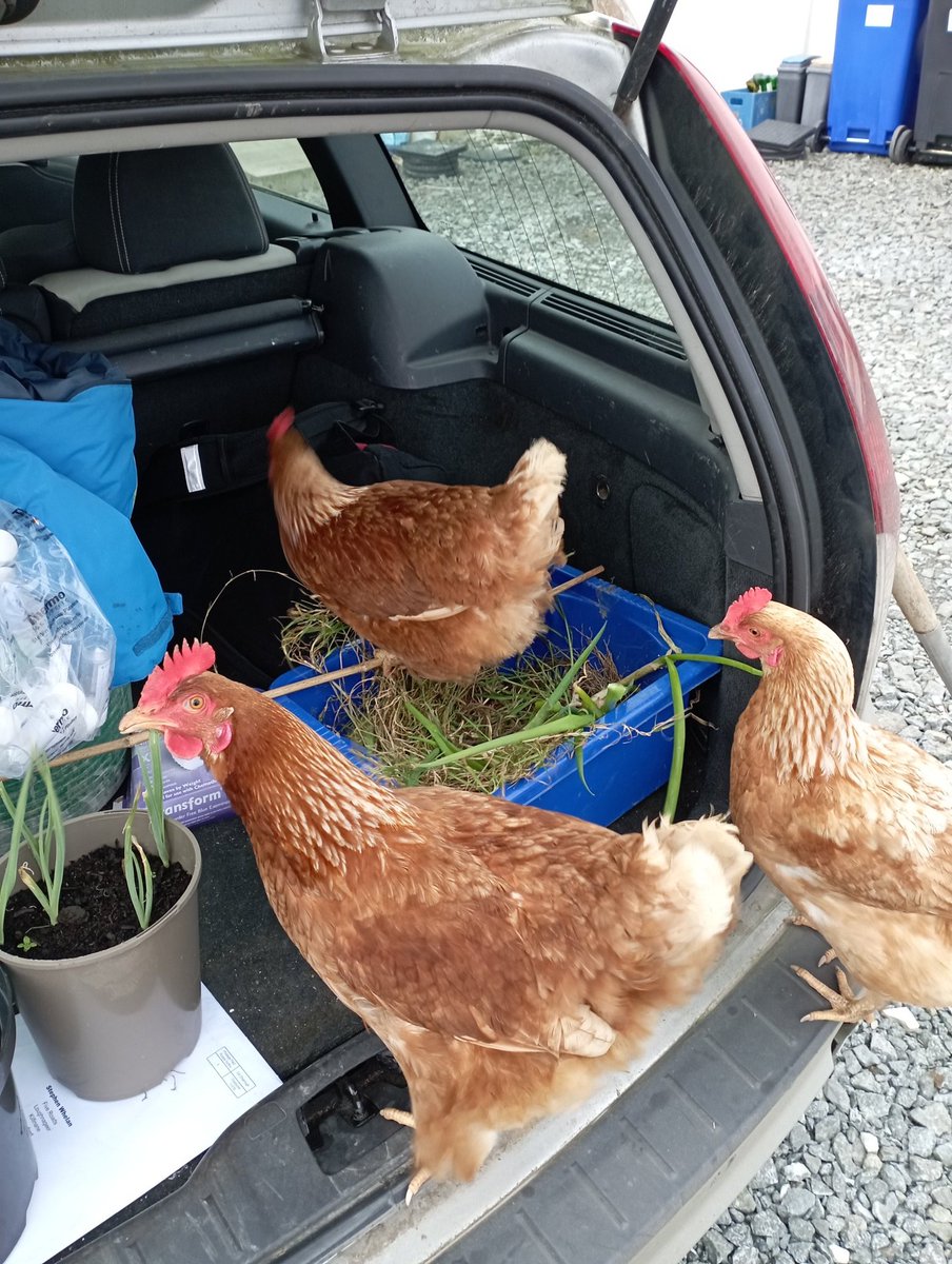 Someone needs to tell my chickens that today's practical is on plant biology. Avian anatomy is in a few weeks...