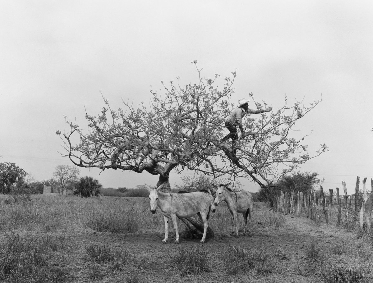 Paolo1264's tweet photo. Flor Garduño. Plum Tree (El Arbol de los Circelos) 1982. https://t.co/S1h5svdFjP