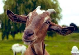 RealShanCothi's tweet photo. Diolch o galon i Richard Vaughan Jones a’i ferch Elen Armstrong @ChucklingGoat am sgwrs ddiddorol a hyfryd am y geifr a’u llaeth sy’n llawn daioni. #kefir #chucklinggoat #tystiolaeth #daioni @BBCRadioCymru #borecothi 👌👍⭐️#OesGafrEto https://t.co/OUY6HdLIwR