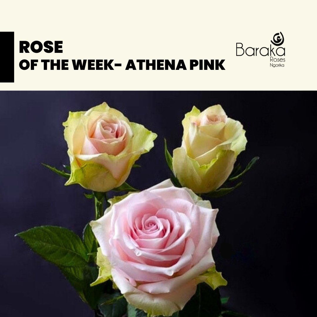 BarakaRoses's tweet photo. "Drumroll, please! 🥁 Introducing our Rose of the Week - Athena Pink. Let the regal beauty of these blooms reign supreme in your heart."
#barakaroses #kenyanflowerexporters #roseflowers #roses #floriculture #qualityroses #kenyanroses #kenyanrosegrowers #kenyanroseswholesale https://t.co/0yZuKLHxsm