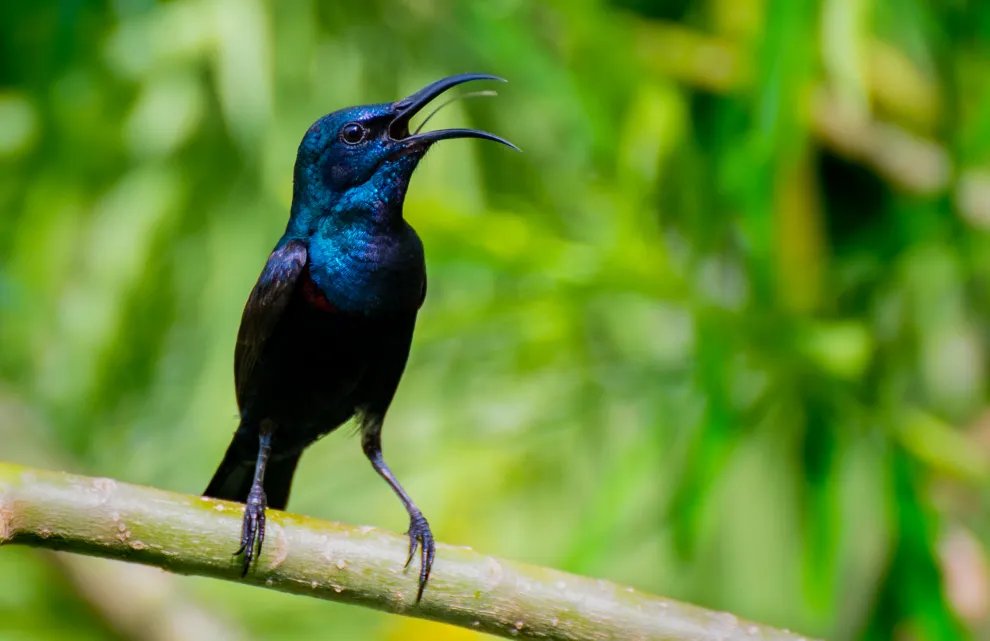 Michaël Nicolaï (@michalnicola1) on Twitter photo Sunbirds are both speciose and colourful. Are these linked?
In our new article together with <a href="/SvanaRogalla/">Svana Rogalla</a>, <a href="/GerbenDebruyn/">Debruyn Gerben</a>, <a href="/NickJMatzke/">Nick Matzke</a>, <a href="/mdshawkey/">Matthew Shawkey</a> and others not on X we explore this idea.
academic.oup.com/sysbio/advance…
Let me know if you need a full version.
Image by royz_monocle Sunbirds are both speciose and colourful. Are these linked?
In our new article together with <a href="/SvanaRogalla/">Svana Rogalla</a>, <a href="/GerbenDebruyn/">Debruyn Gerben</a>, <a href="/NickJMatzke/">Nick Matzke</a>, <a href="/mdshawkey/">Matthew Shawkey</a> and others not on X we explore this idea.
academic.oup.com/sysbio/advance…
Let me know if you need a full version.
Image by royz_monocle