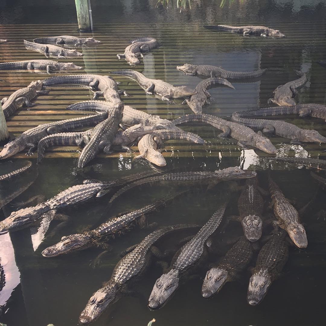 GatorsDaily's tweet image. rt to jump in

ignore to hurt their feelings