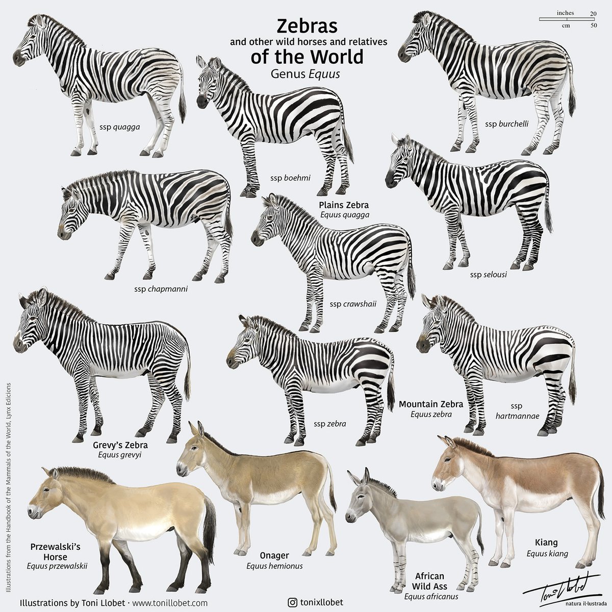 Happy #worldzebraday!