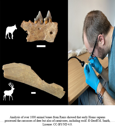 AnthroCSUN's tweet photo. Congratulations to Dr. Hélène Rougier (and team) on this amazing discovery! Homo sapiens already reached NW Europe more than 45,000 years ago. The arrival of Homo sapiens in cold northern latitudes took place several thousand years before Neanderthals disappeared in SW Europe. https://t.co/APAB1mpyBX