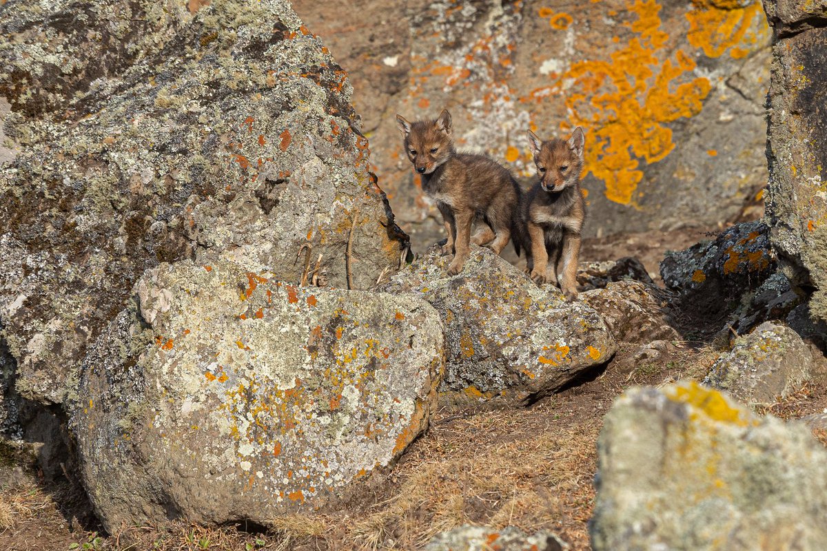 The breeding season is kicking up in Web Valley, after a heavy rainy season considerably delayed the onset of breeding. Two litters emerged in early January, in Bowman and Alandu, while the females from Meggity, Hangafo and McKenna just gave birth this week! 📸@LesaffreAd91015