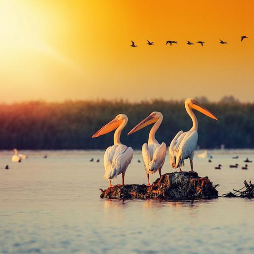 Did you know that the Danube Delta in Romania is the best preserved delta on the European continent and a UNESCO World Heritage site? It's a paradise for bird watchers and nature lovers. #DanubeDelta #NaturalWonder 🚣‍♂️🦢
