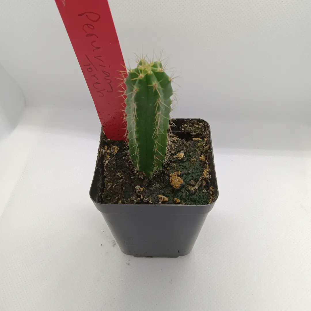 the-cactus-garden.square.site/product/peruvi…