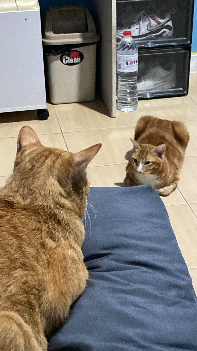 ningxun1_'s tweet photo. 🐈🐈‍⬛ https://t.co/tyAASfY7sA