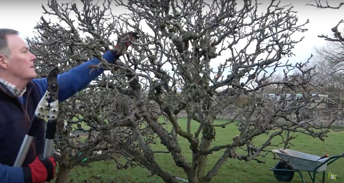 While it might feel cold to be outside in the garden, it’s the perfect time to prune your apple trees. So, wrap up warm and then have a brew ready for when you’ve completed the task!

Head to our blog where @ptrowels teaches you how 🍎
darlac.com/how-to-prune-a…