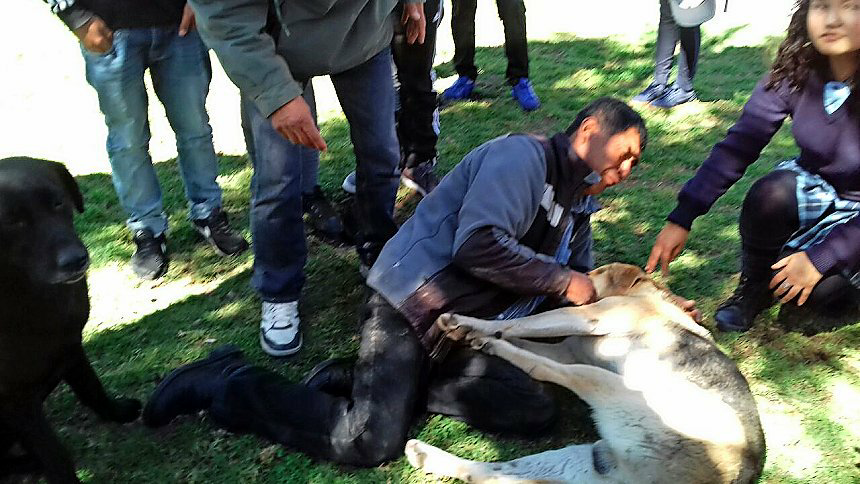 AlbertJulian13's tweet photo. 😢Murió perrito de abuelita baleada en san ramón por no darle dinero a delincuente en la puerta de su casa Ya ni nuestras mascotas se salvan de las balas de los delincuentes @min_interior @Carabdechile @biobio FR RT https://t.co/LI617Iz1Ug
