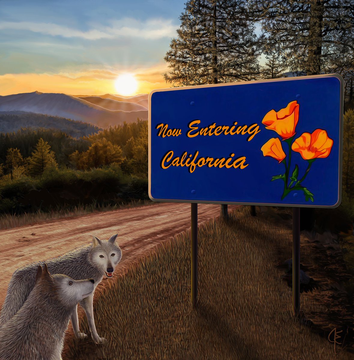 🎙️NEW PODCAST ALERT! Episode 43 of Forest Focus is all about 🐺Gray Wolves. Listen to how wildlife specialists w/ <a href="/forestservice/">USDA Forest Service</a> &amp; <a href="/CaliforniaDFW/">California Department of Fish and Wildlife</a> are working together to monitor &amp; conserve this recovering species. fs.usda.gov/goto/Wolves