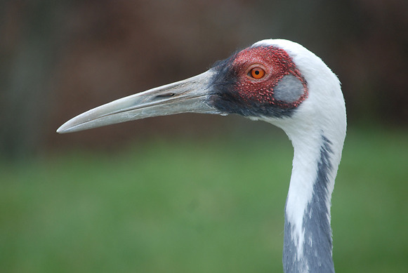 The Zoo is mourning the loss of Walnut, a 42 y.o. white-naped crane who became an internet sensation for choosing one of her keepers as her mate. “Walnut was a unique individual with a vivacious personality,” said Chris Crowe, her keeper. STORY: s.si.edu/47T2YMB.