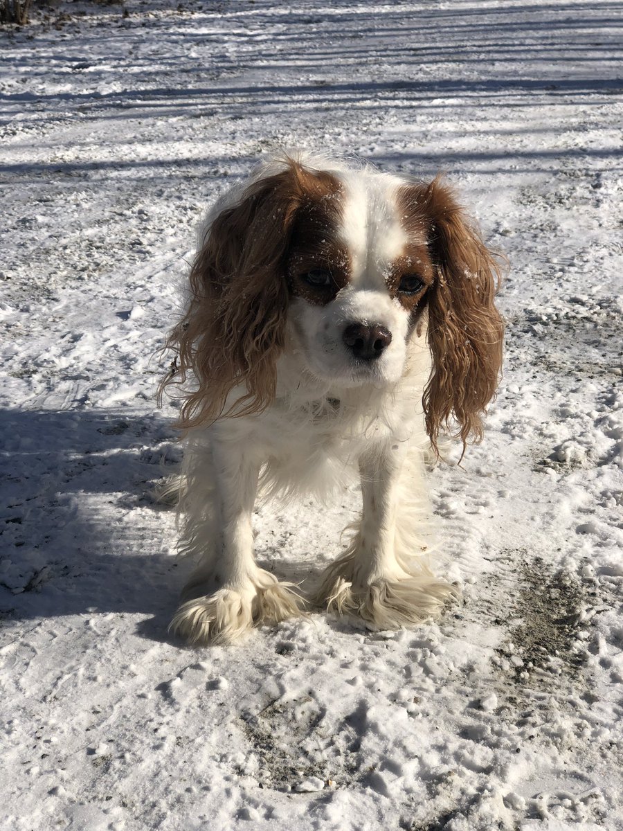 HealthyR0B0TS ❋ tweet media