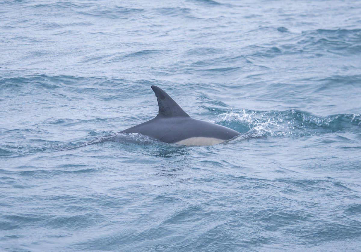 Theo Vickers (@tvmarinelife) on Twitter photo More Falmouth Bay cetacean action today with <a href="/ak_cruises/">AK Wildlife Cruises</a> for <a href="/MarineVertsMSc/">Marine Vertebrate MSc (U of Exeter)</a>! Close-encounters with lots of sociable and foraging common dolphins! More Falmouth Bay cetacean action today with <a href="/ak_cruises/">AK Wildlife Cruises</a> for <a href="/MarineVertsMSc/">Marine Vertebrate MSc (U of Exeter)</a>! Close-encounters with lots of sociable and foraging common dolphins!