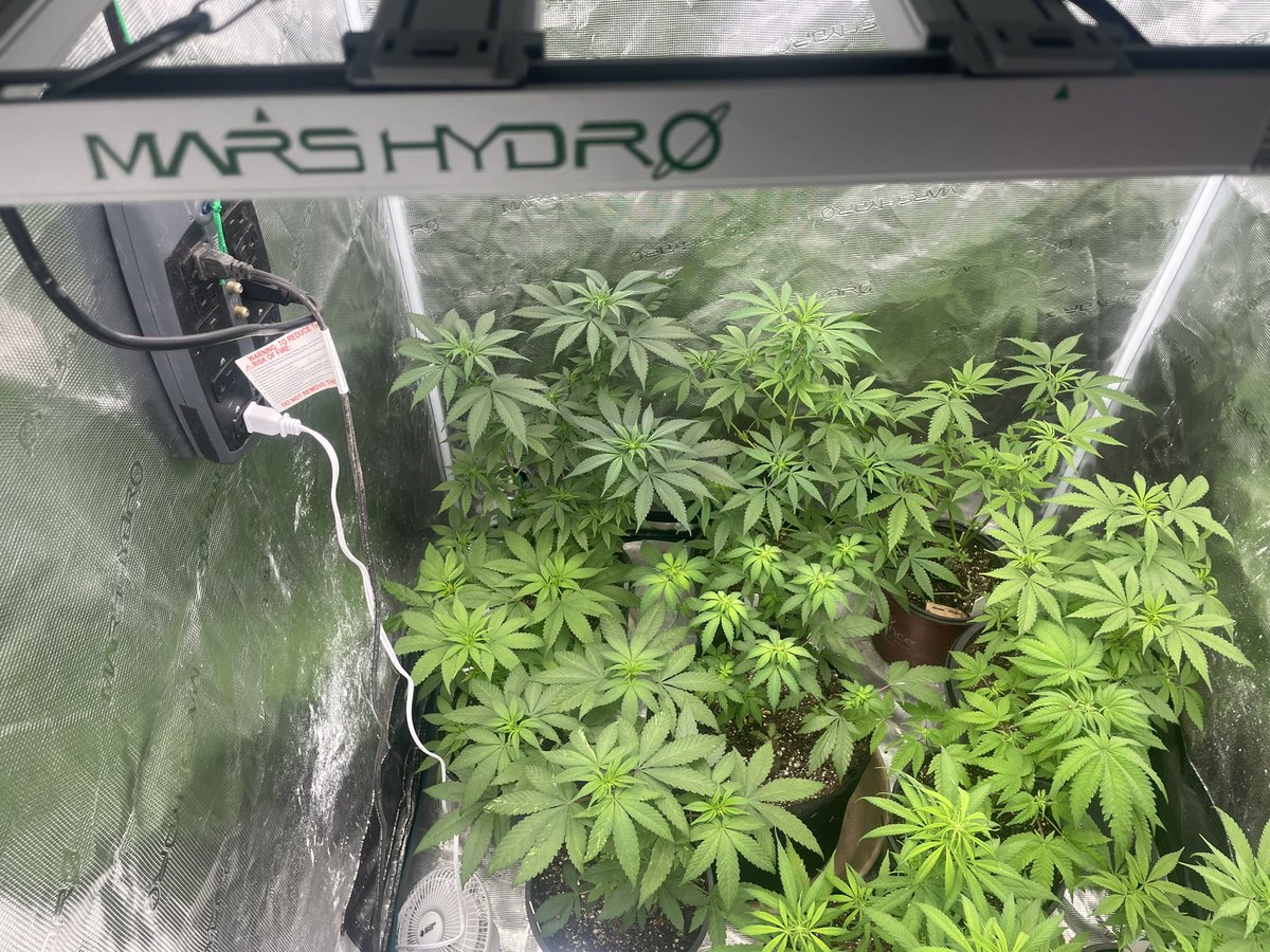 Vet 420 tweet media