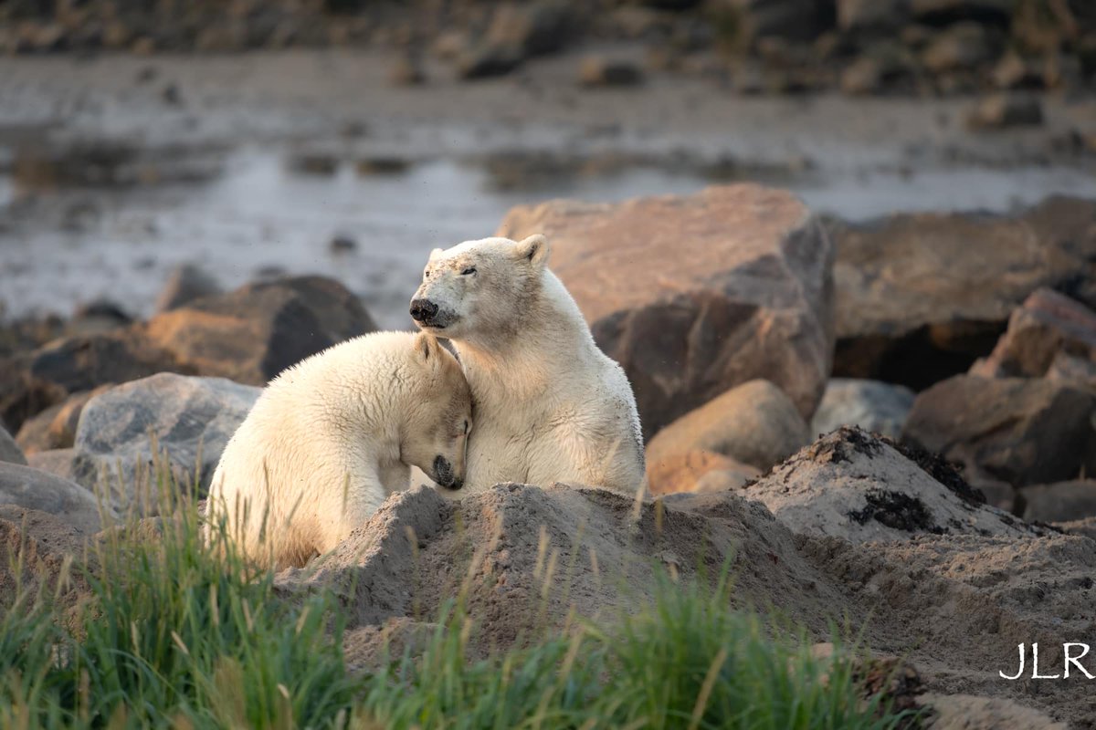 ChurchillWild's tweet photo. It won't be long now! Looking forward to our new #Summer #PolarBear #PhotoSafari in July! Joanne Richardson photos taken on our Birds, Bears &amp; Belugas safari last summer. https://t.co/nqrYYoXWUq #ChurchillWild #PolarBears #Luxury #PolarBearTours #PolarBearSafaris https://t.co/FFVrpMsTBO