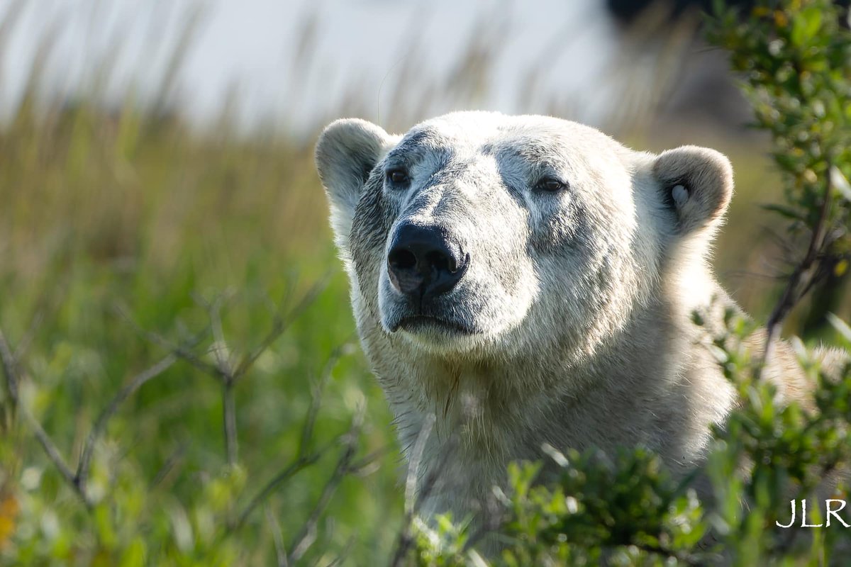 ChurchillWild's tweet photo. It won't be long now! Looking forward to our new #Summer #PolarBear #PhotoSafari in July! Joanne Richardson photos taken on our Birds, Bears &amp; Belugas safari last summer. https://t.co/nqrYYoXWUq #ChurchillWild #PolarBears #Luxury #PolarBearTours #PolarBearSafaris https://t.co/FFVrpMsTBO