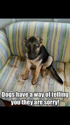 WelcomeDogPack's tweet photo. Yes they do...Although some of them are proud of their handywork. LOL #dogs #dogsarefamily #welcometothedogpack https://t.co/G6uphxFUtJ