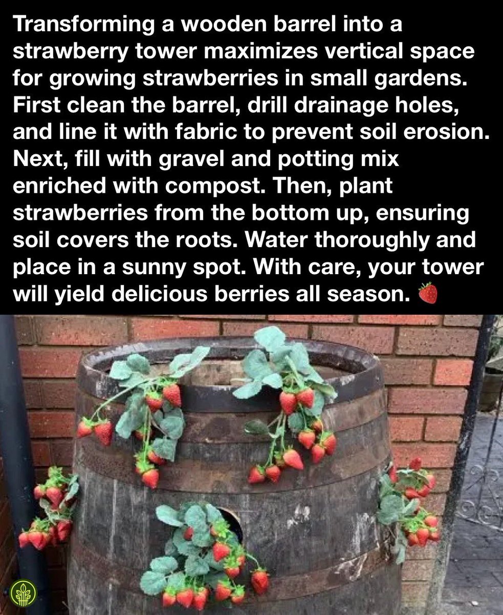 🍓🛢️ How to create a strawberry tower from a barrel 🌱 #DemeterEarth #FeedTheSoilHarvestTheFuture #StrawberryTower #DIYGarden #VerticalGardening #HomegrownGoodness 🍓🌿